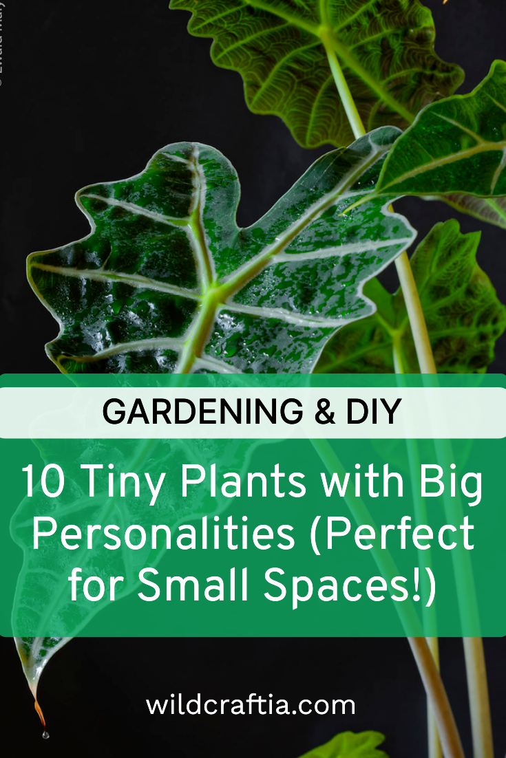 10 Tiny Plants with Big Personalities (Perfect for Small Spaces!)