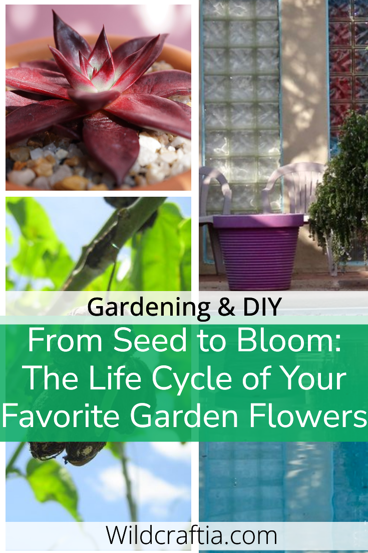 From Seed to Bloom: The Life Cycle of Your Favorite Garden Flowers