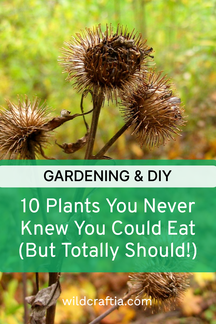 10 Plants You Never Knew You Could Eat (But Totally Should!)