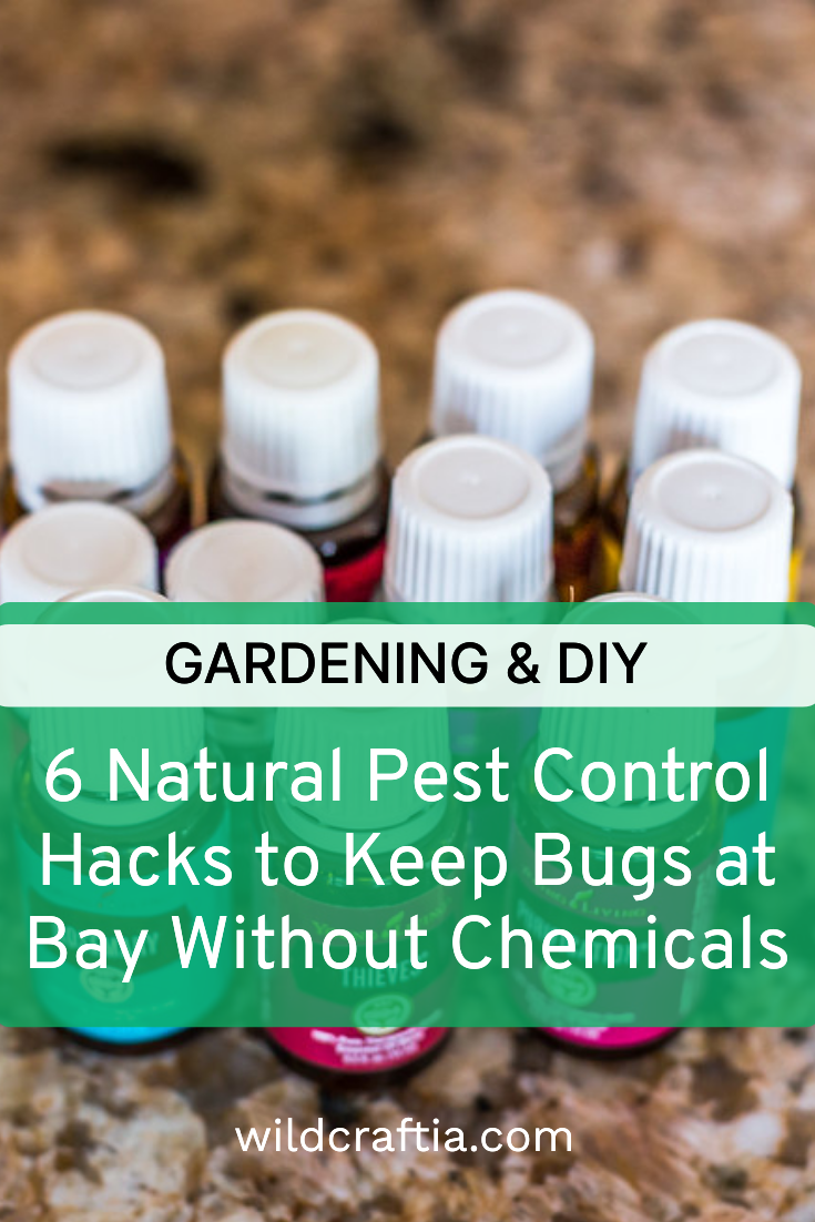 6 Natural Pest Control Hacks to Keep Bugs at Bay Without Chemicals