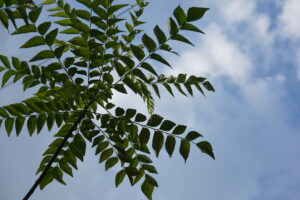 Curry leaves under morning sky