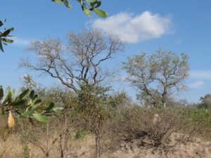 Marula trees