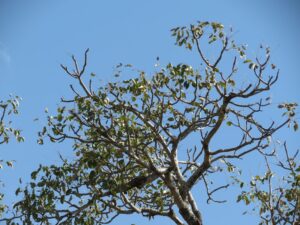 Marula tree