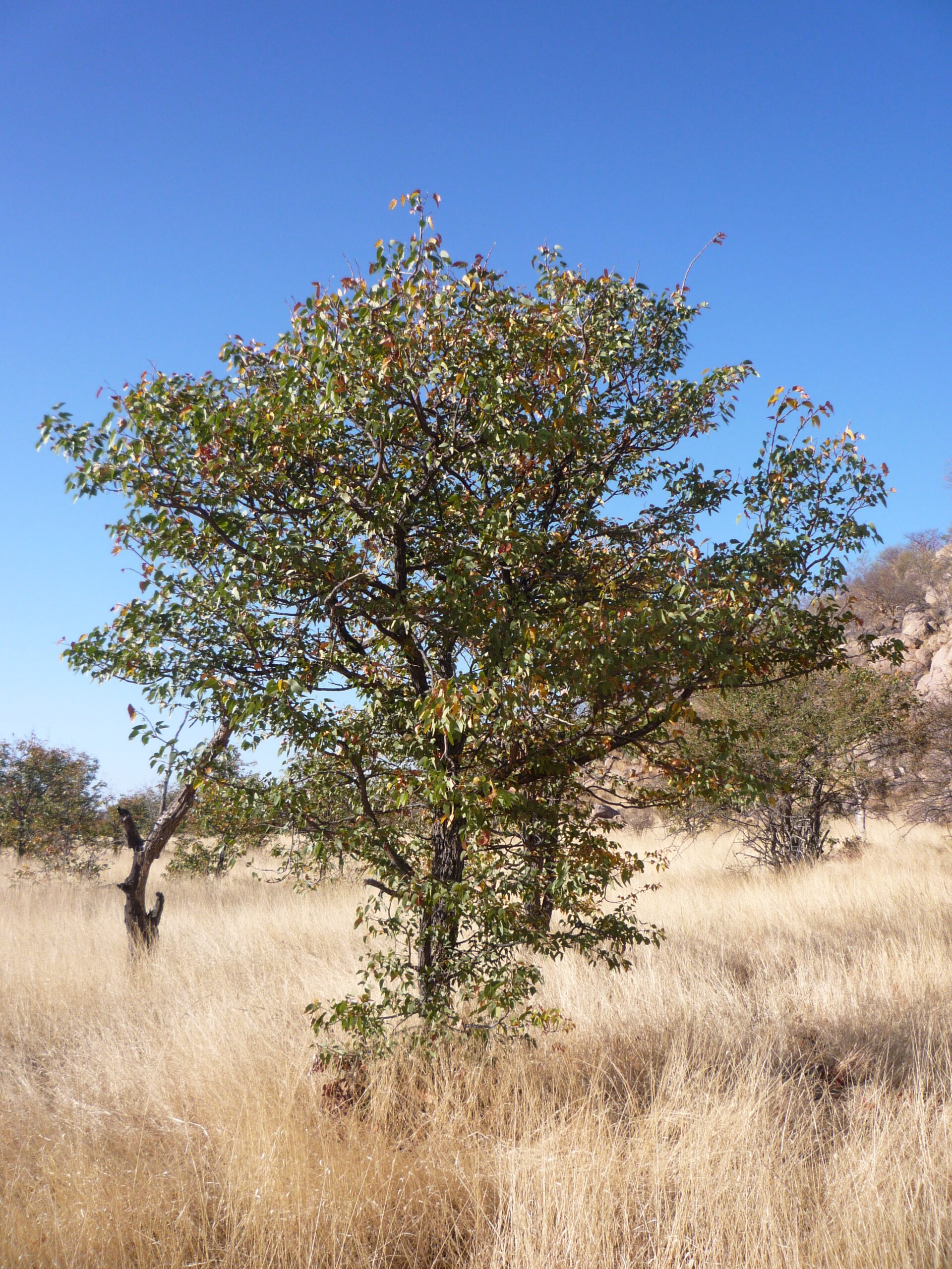 Mopane Tree