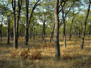 Cathedral mopane forest - South Luangwa Valley