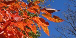 red leaves, unknown, against blue sky, along NC 9