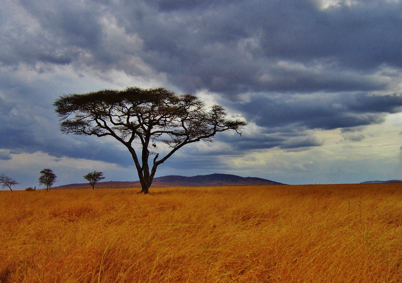 acacia tree, tanzania, safari