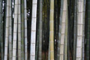 bamboo, tree, plant