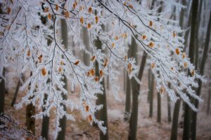 beech, branches, frost