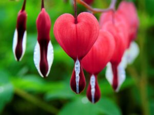bleeding heart, flowers, plant