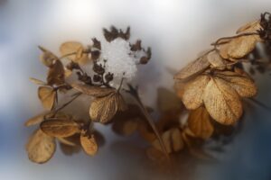 dried hydrangeas, frost, dried flowers
