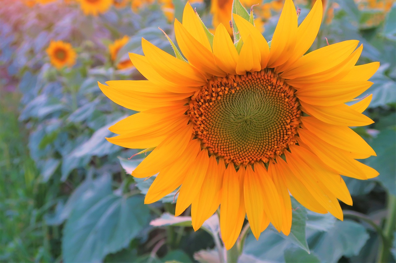 flower, sunflower, beautiful flowers