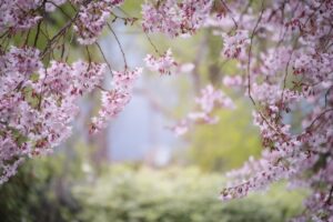 flowers, tree, cherry blossom