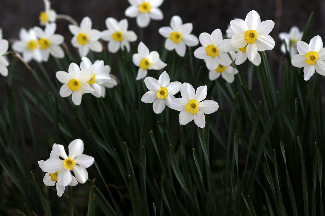 flowers, daffodil, spring