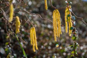 hazelnut bush, nature, pollen