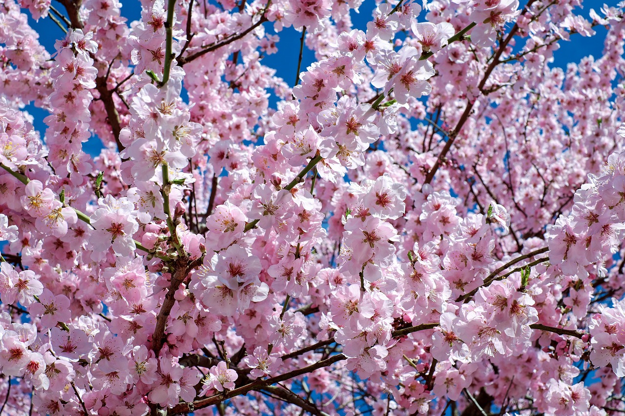 japanese cherry blossom, flowers, tree
