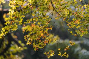 japanese maple, leaf, tree