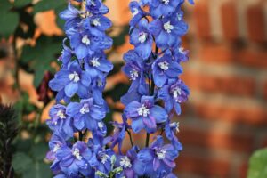 larkspur, beautiful flowers, blue