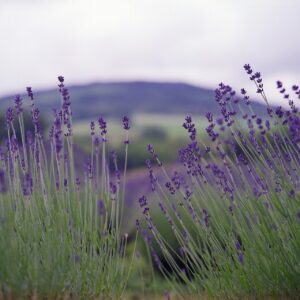 lavender, nature, summer
