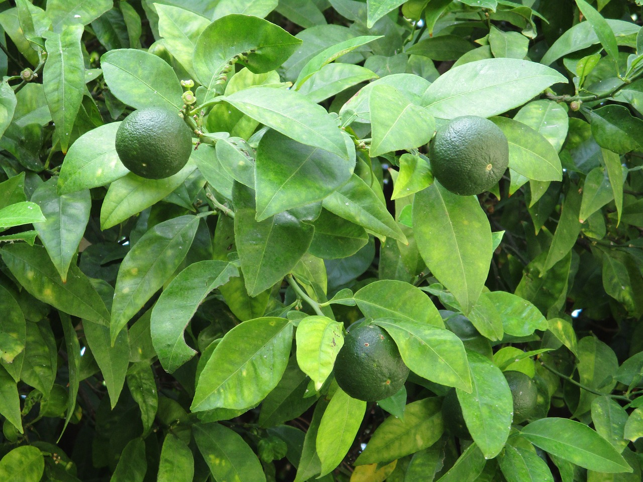 lime, lime tree, fruit