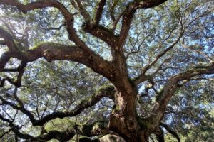 live oak, angel oak, ancient