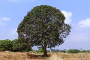 mango tree, mangifera indica, hirehonnehalli