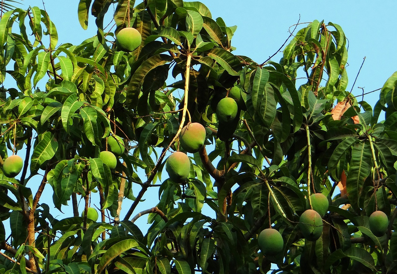 mango tree, mango, mangifera indica