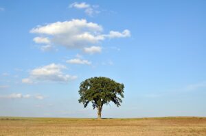 oak tree, field, sky