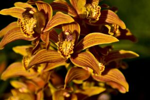 orchids, flowers, plant