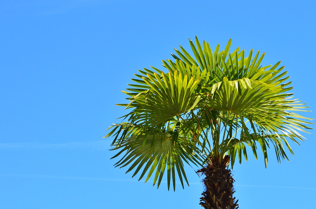 palm tree, plant, fan palm