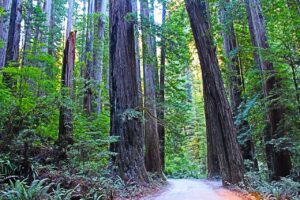 redwood national park, california, usa