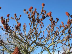 rhus typhina, staghorn sumac, stag's horn sumac