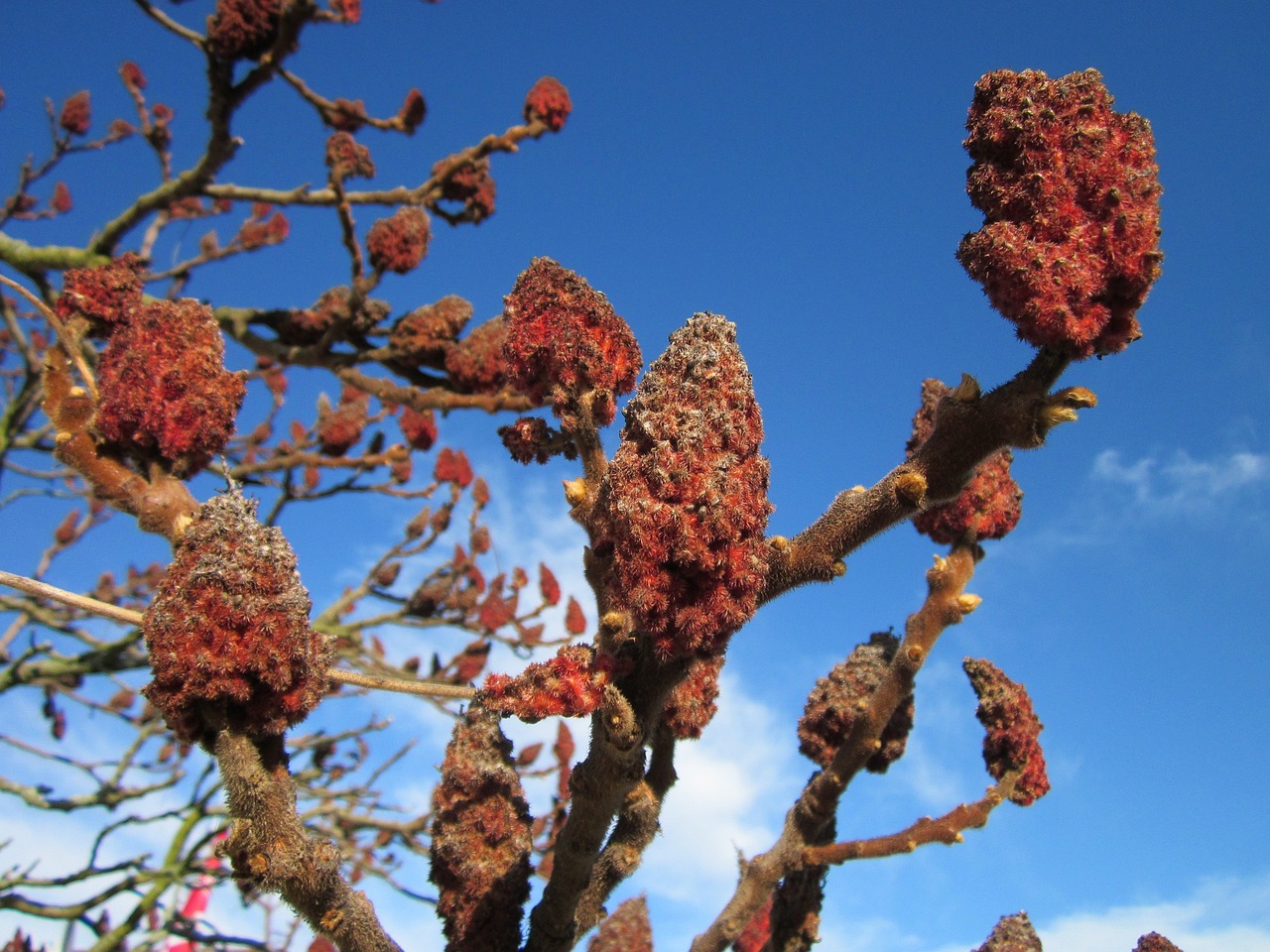 rhus typhina, staghorn sumac, stag's horn sumac