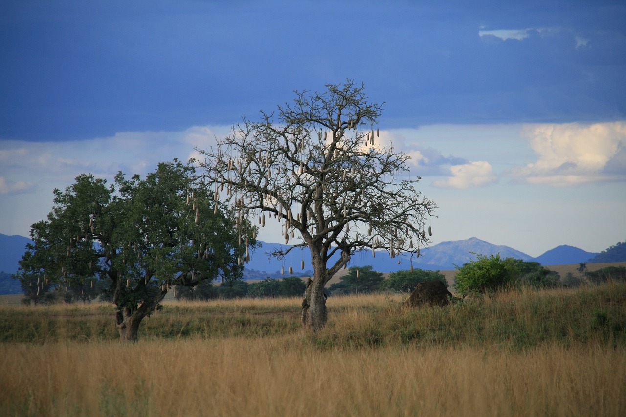 sausage tree, uganda, nature