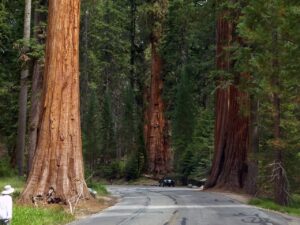 sequoia trees, sequoia, national