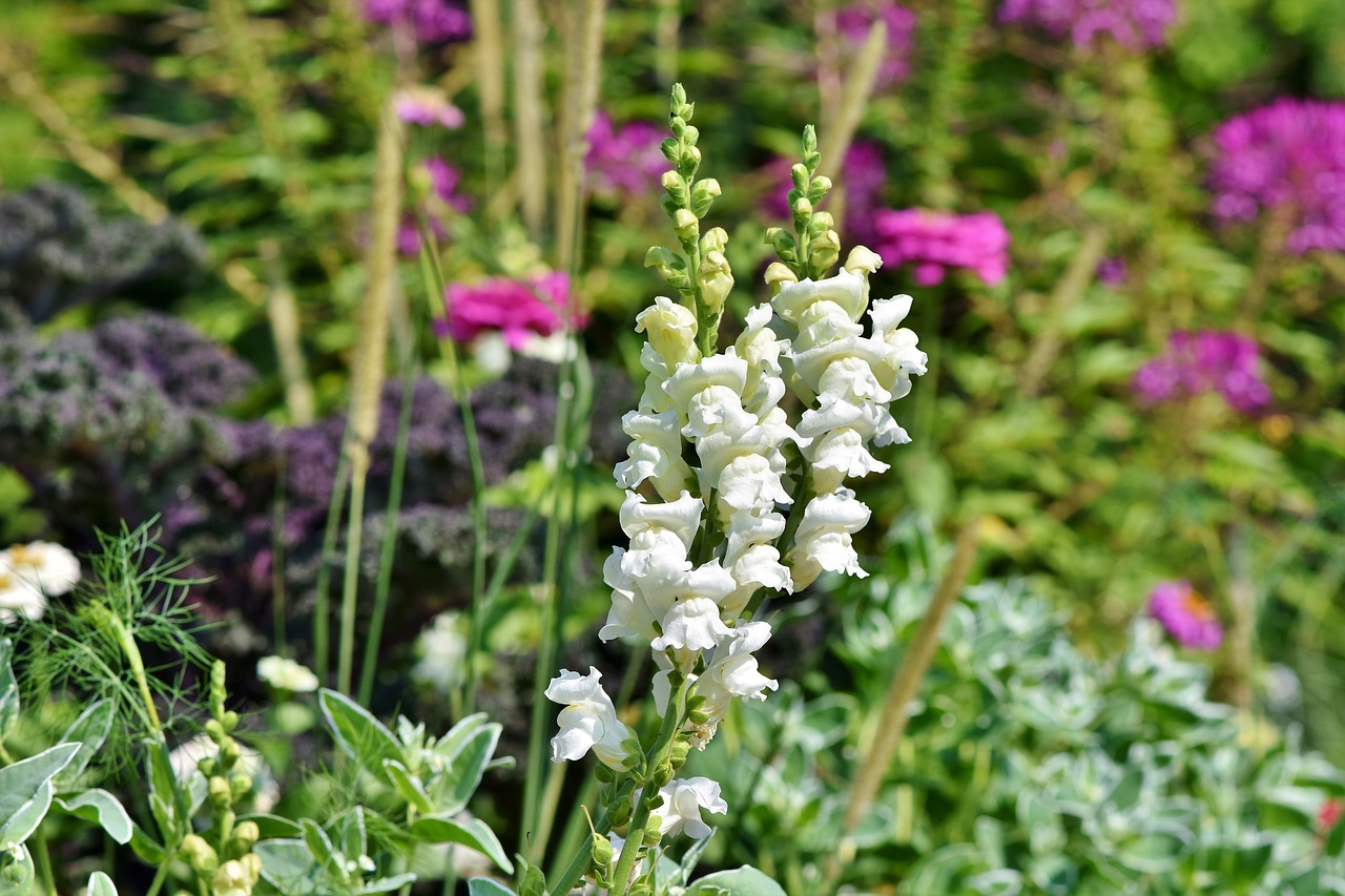 snapdragons, snapdragon, beautiful flowers