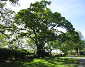 tree, nature, oak tree