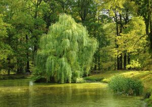 tree, pond, willow