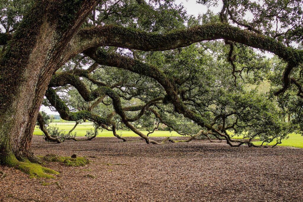 virginia live oak, southern live oak, oak tree
