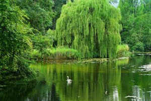 weeping willow, pond, water