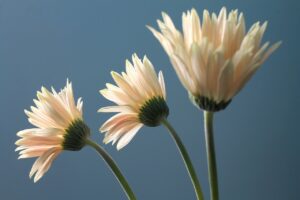 gerbera daisy, flower, plant