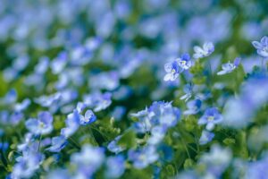 flowers, blue flowers, bloom