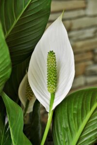 spathiphyllum, peace lily, white